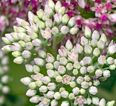 (MHNT)_Hylotelephium_telephium_-_flower_buds