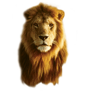 lions-head-no-background-PNG-image-1