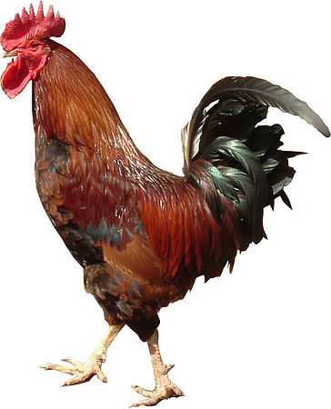 cockerel-transparent-image