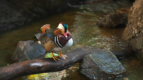 pexels-wildan-arifin-2644311-15242361