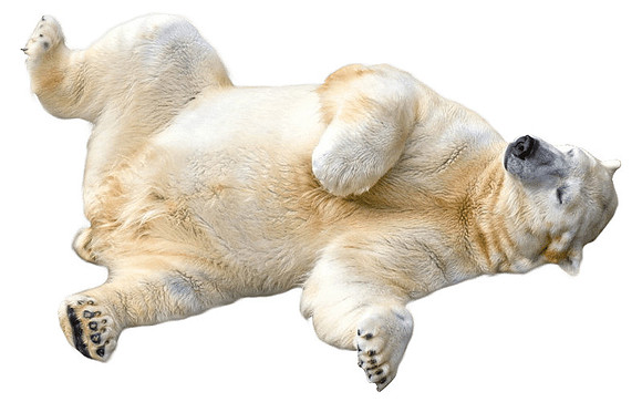 polar-bear-rolling-over-transparent-image