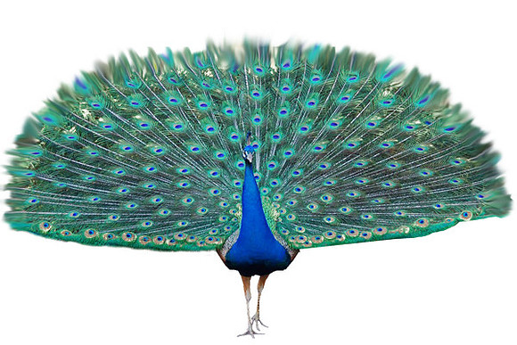 peacock-transparent-background