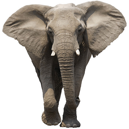 elephant-front-transparent-image