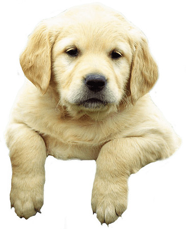 Labrador-puppy-climbing