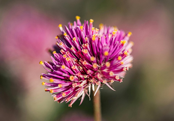 pexels-optical-chemist-340351297-31225230