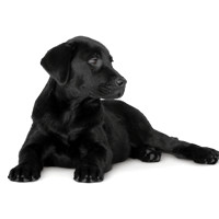 black-Labrador1