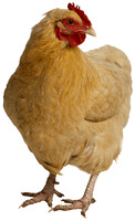 chicken-transparent-background