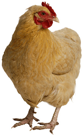 chicken-transparent-background