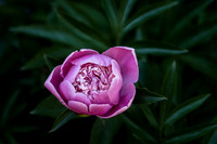 andre-ouellet-5qSJIl9e1Yc-unsplash