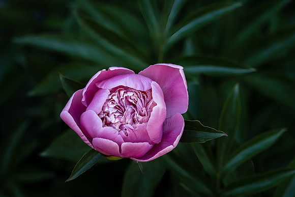 andre-ouellet-5qSJIl9e1Yc-unsplash