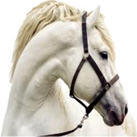 whitehorsehead_2