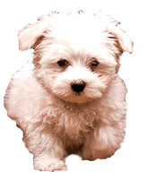white-fluffy-dog-image