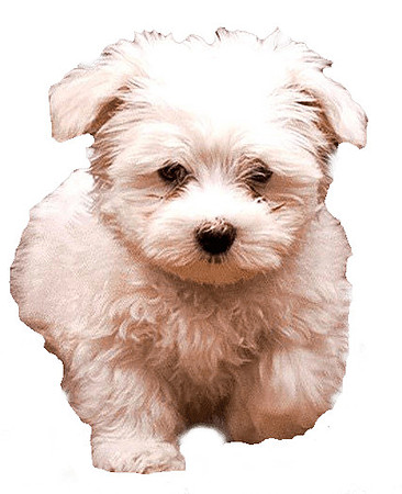 white-fluffy-dog-image