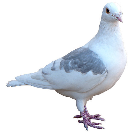 white-pigeon-transparent-background