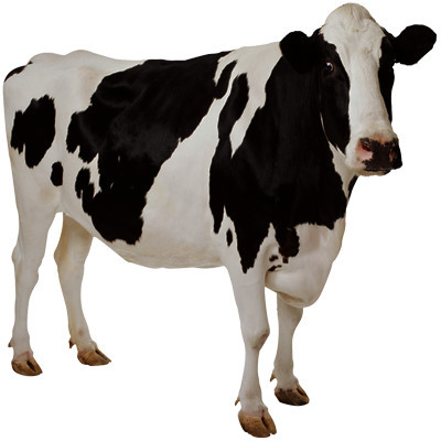 cow_1
