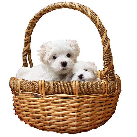 puppies-basket