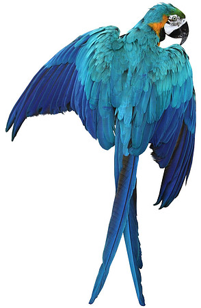 macaw-parrot-transparent-background