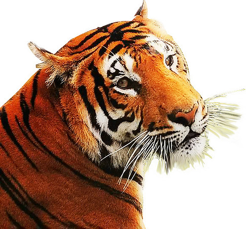 tiger-looking-right