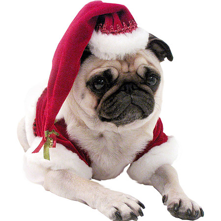 christmas-pug-dog-transparent-background