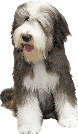 bearded-collie-dog-transparent-background