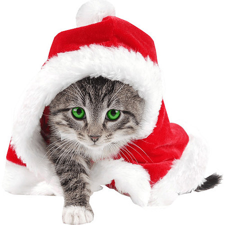 cat-wearing-christmas-hat
