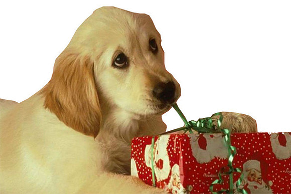 puppy-christmas-present