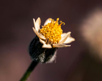 pexels-optical-chemist-340351297-31225243