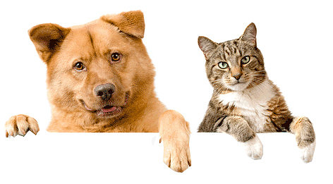 dog_and_cat_1_2