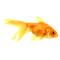 goldfish1