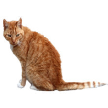 gingercat1_2