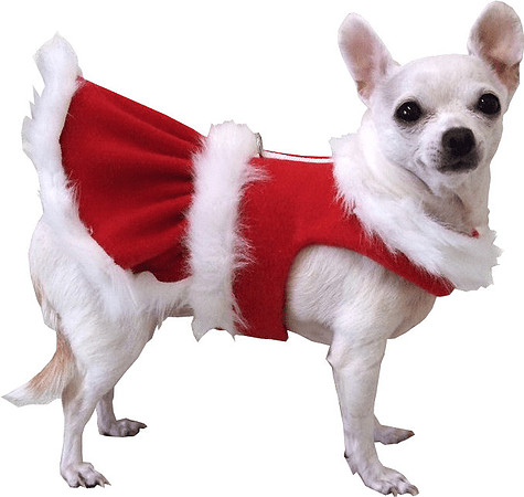 White-dog-christmas-jacket