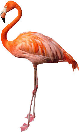 flamingo-no-background