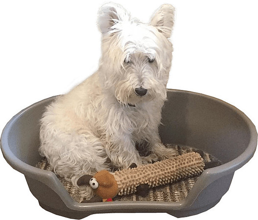 dog-in-basket-transparent-image