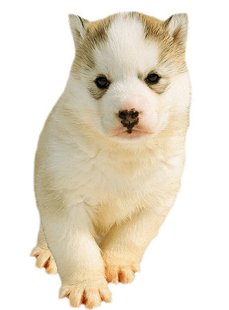 husky-puppy-transparent-background