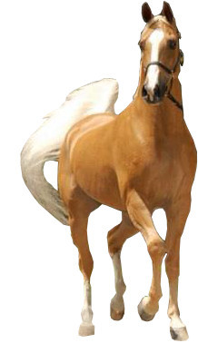 tan-horse