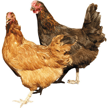 Chickens-transparent-background-image