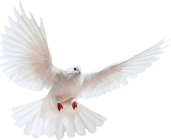 white-dove-transparent-background
