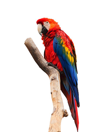 parrot-no-background-image