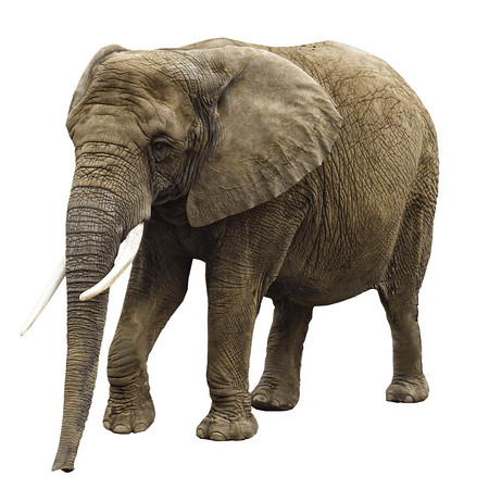 elephant-png-image