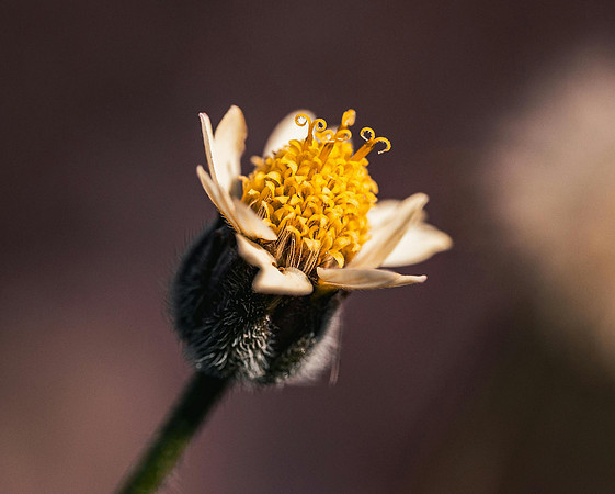 pexels-optical-chemist-340351297-31225243