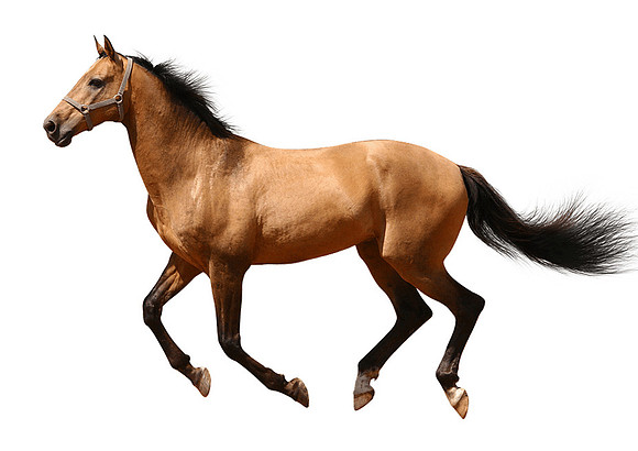 running-horse