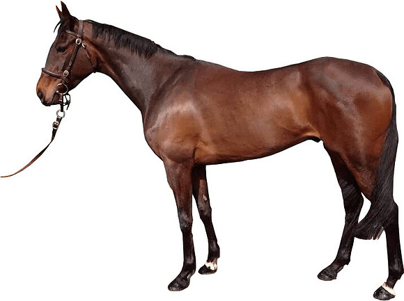 Brown-horse-with-reigns