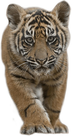 tiger-cub-stalking-transparent-image1