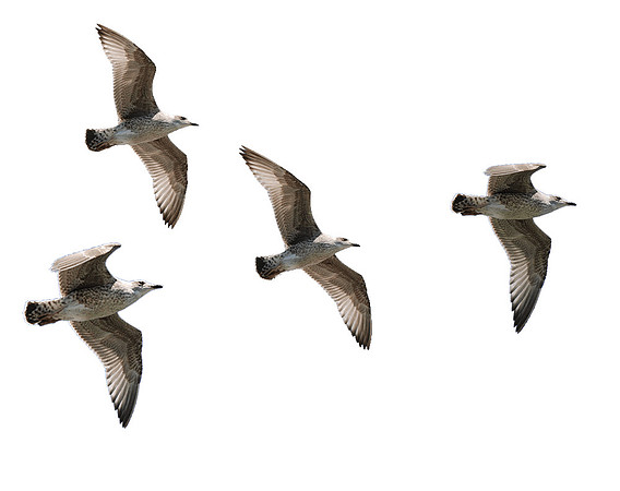 seagulls-flying-png-birds-image