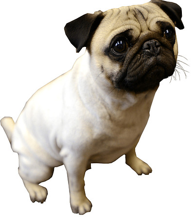 puppy-pug-transparent-background