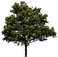 4-tree-png-image-download-picture