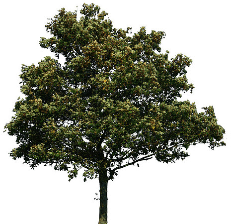 4-tree-png-image-download-picture