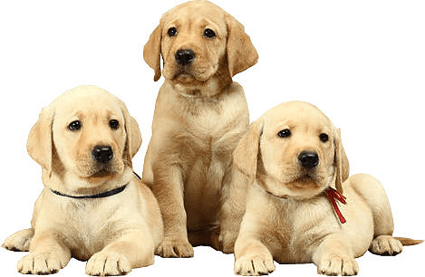 labrador-puppies