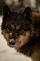 pexels-caleb-falkenhagen-216813613-35435464