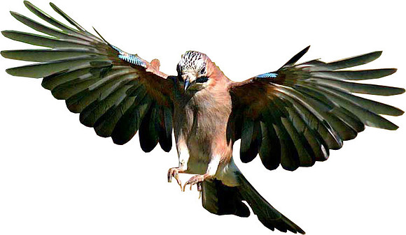 jay-bird-flying